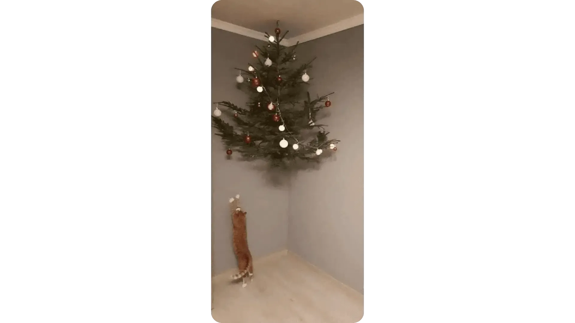 Ginger cat standing on their hind legs under a Christmas tree fixed to the wall