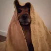 Zorro, a small ginger dog, wrapped in a towel.