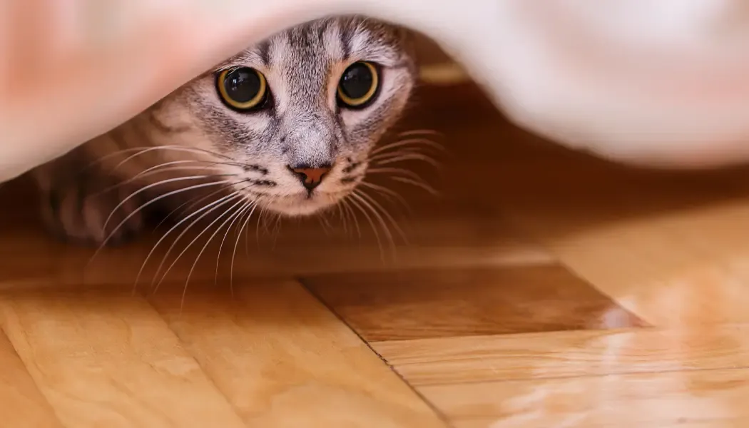 Tabby cat hidden under a piece of furniture, eyes wide open