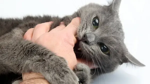 Grey cat nibbling on the hand of their human
