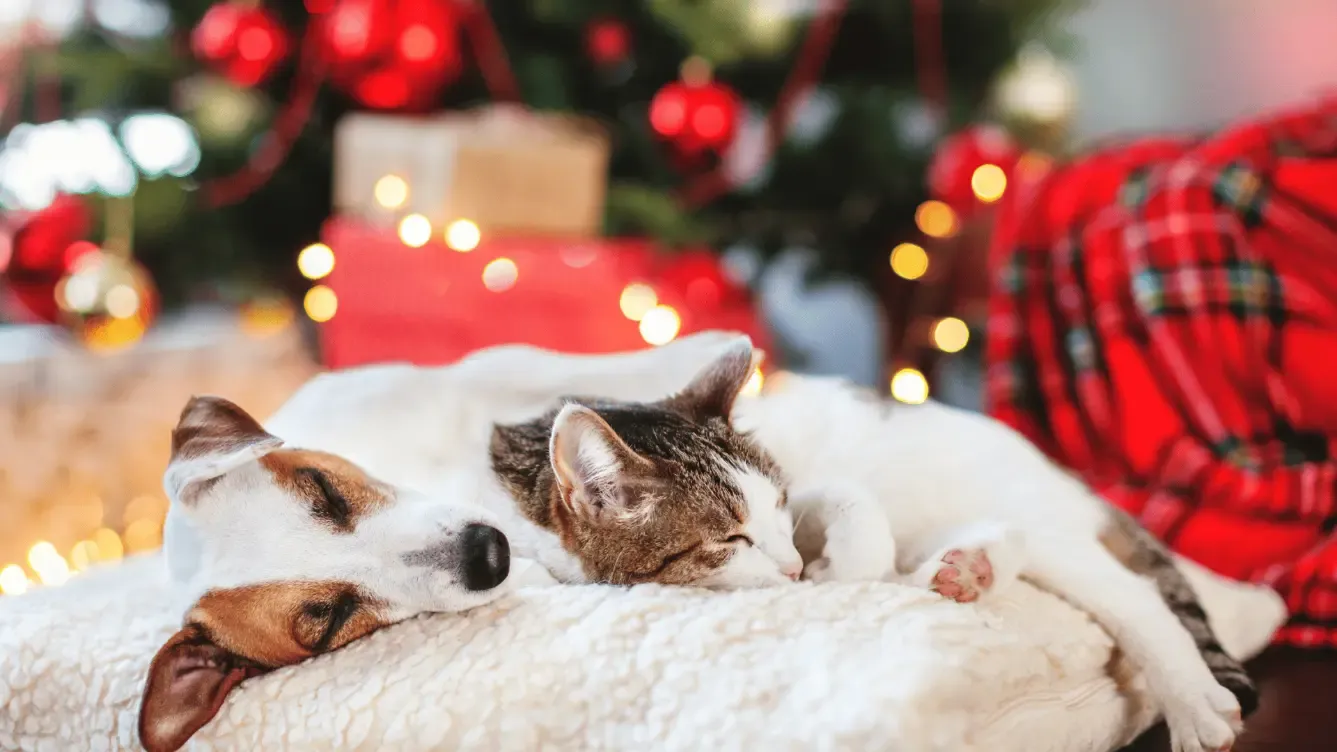Dog and cat asleep side by side in front of a Christmas tree