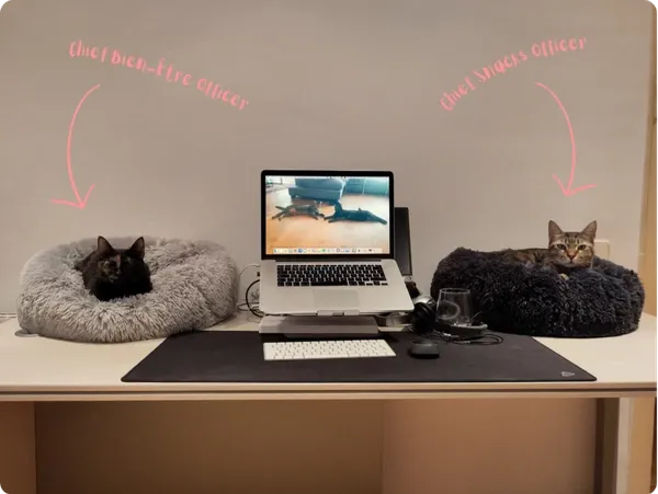 A desk with a laptop, Maya and Leilo each settled in a basket on either side of the screen.