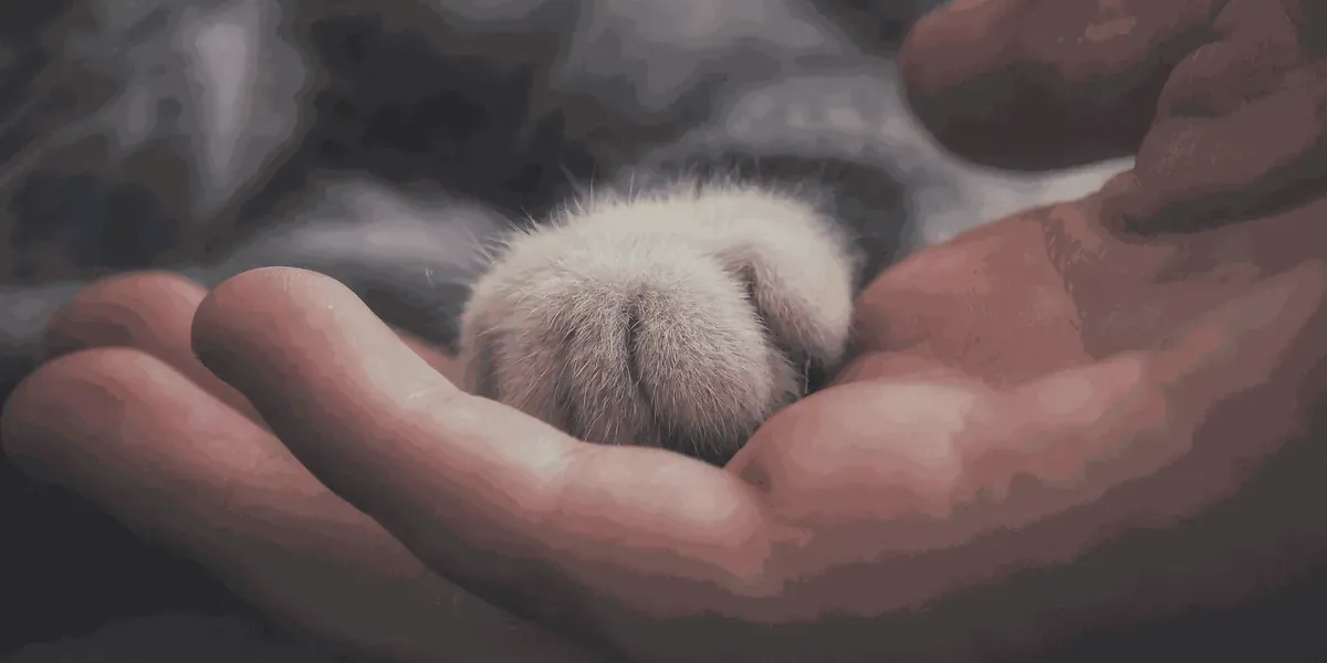A kitten paw resting in an open hand.